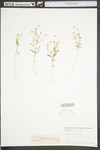 Polygala verticillata