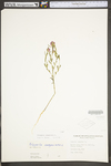 Polygala sanguinea