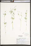 Polygala verticillata