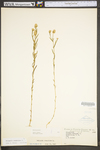 Polygala sanguinea