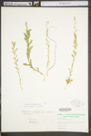 Polygala polygama