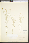 Polygala curtissii