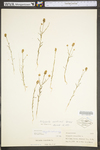 Polygala curtissii