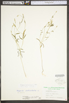 Polygala verticillata