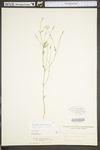 Polygala verticillata