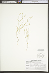 Polygala verticillata