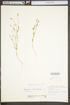 Polygala verticillata