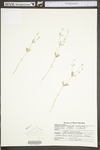 Polygala verticillata