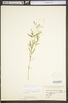 Polygala verticillata