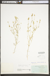 Polygala verticillata