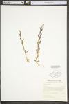 Polygala polygama