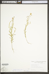 Polygala curtissii