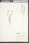 Polygala curtissii