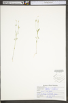 Polygala verticillata