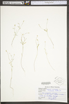 Polygala verticillata