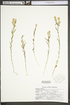 Polygala sanguinea