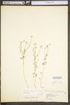 Polygala curtissii