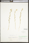 Polygala sanguinea