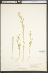 Polygala sanguinea