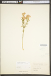 Polygala sanguinea