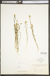 Polygala sanguinea