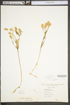 Polygala sanguinea