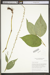 Polygonum virginianum