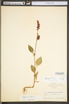 Polygonum orientale