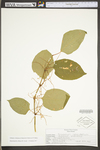 Polygonum cuspidatum