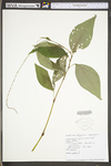 Polygonum virginianum