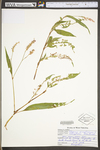 Polygonum pensylvanicum