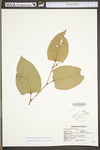 Polygonum cuspidatum