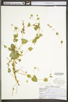 Polygonum scandens var. scandens