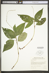 Polygonum virginianum