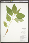 Polygonum virginianum