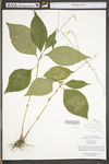 Polygonum virginianum