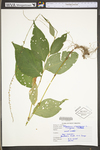 Polygonum virginianum