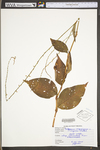 Polygonum virginianum