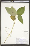 Polygonum virginianum