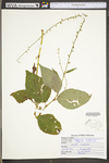 Polygonum virginianum