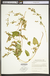 Polygonum scandens var. scandens