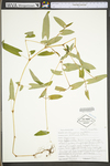 Polygonum sagittatum