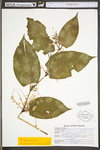 Polygonum cuspidatum