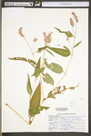 Polygonum pensylvanicum