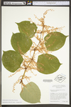 Polygonum cuspidatum