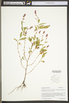 Polygonum persicaria