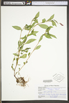 Polygonum persicaria