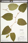 Polygonum cuspidatum