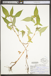 Polygonum arifolium