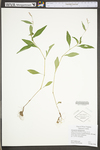 Polygonum caespitosum var. longisetum